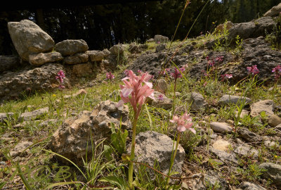 Anacamptis papilionacea var. heroica, pink