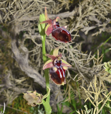Ophrys antalyensis
