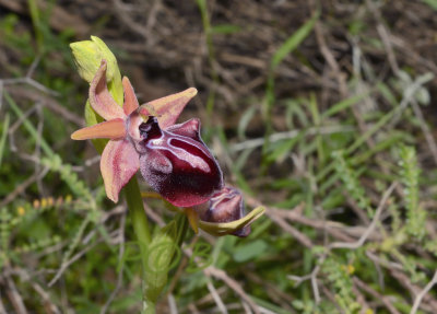 Ophrys antalyensis