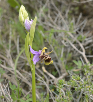 Ophrys  cornutula