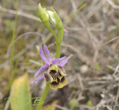 Hybrid,  Ophrys cornutula x homeri