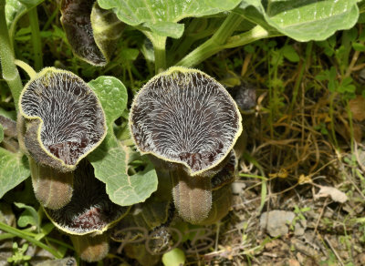 Aristolochia hirta