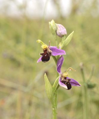 Ophrys apifera var. Fulvofusca