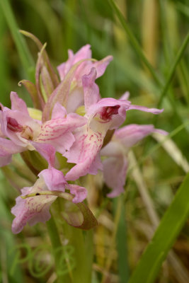 D. incarnata
