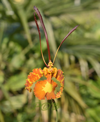 Psychopsis papilio from Suriname