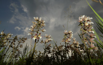 Epipactis palustris