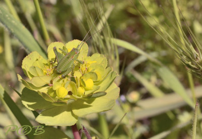 Euphorbia helioscopia