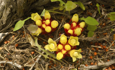 cytinus hypocistis, Europese Raflesia parasiet op rozen