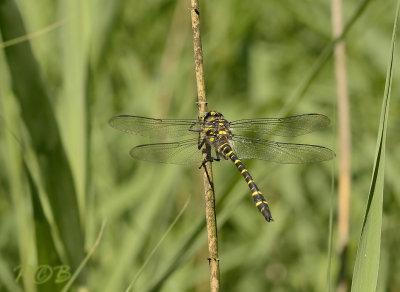 C. boltonii