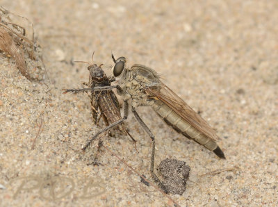 Zandroofvlieg met sprinkhaantje