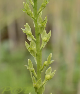 Veenmos orchis