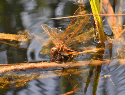 Bruine glazenmaker vrouw, Aeshna grandis, ei-afzetten op dode planten