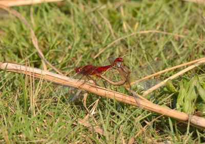 Vuurlibel copula