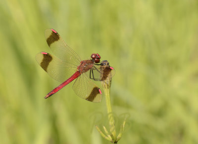 Band heidelibel man - Sympetrum pedemontanum