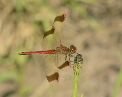 Dragonflies  (Libellen) Piet Brouwer