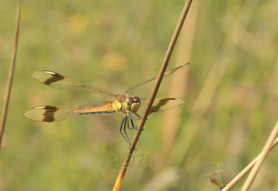 Band heidelibel vrouw