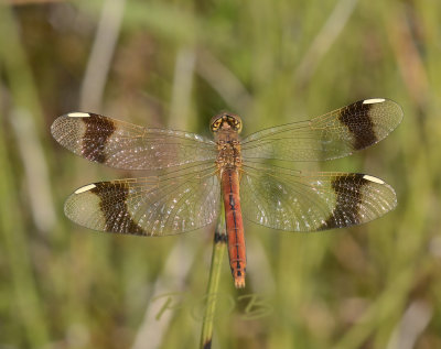 Band heidelibel vrouw