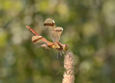 Band heidelibel vrouw