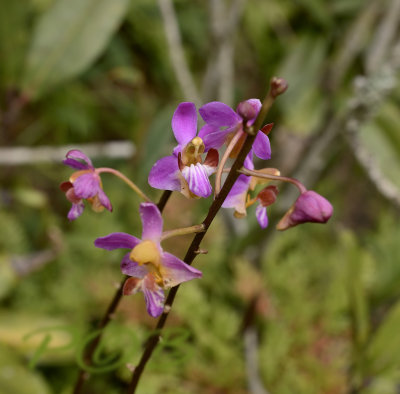 Phalaenopsis pulcherrima var. buyssoniana