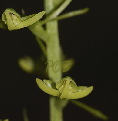 Habenaria lucida close-up flower