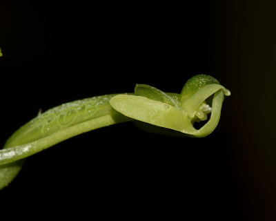 Habenaria lucida close-up flower