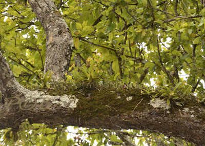 Phalaenopsis cornu-servi, high up on a big tree
