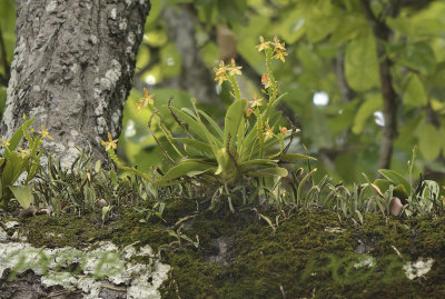 Phalaenopsis cornu-servi