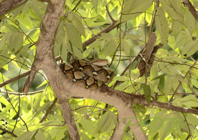 Net python, Malayapithon reticulata