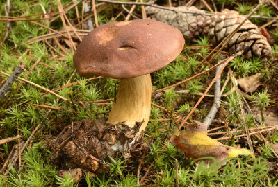 Geelbruine fluweelboleet op dennenappel