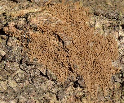 Merismodes confusa, smalsporig hangkommetje