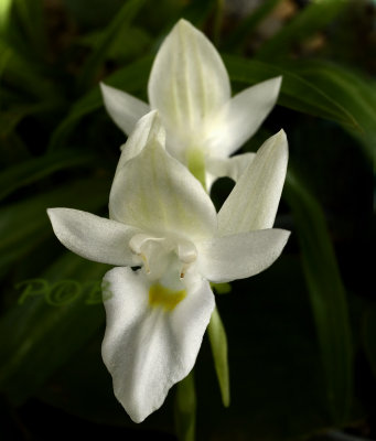 Pecteilis hawkesiana