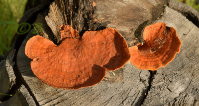 Houtzwam oranje, Pycnoporellus fulgens