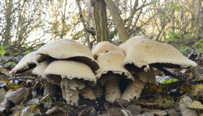 Agaricus subfloccosus, rafelige champignon