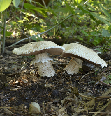Agaricus subfloccosus, rafelige champignon
