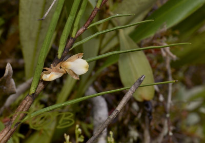Dendrobium pachyglossa