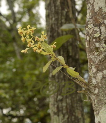 Dendrobium venustum, 1200 mtr