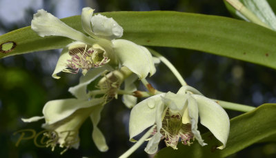 Dendrobium venustum semi-alba 