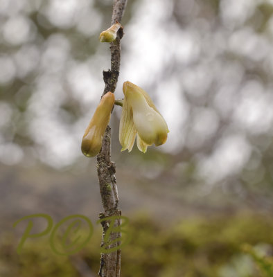 Dendrobium pachyglossa, close