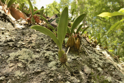 Bulbophyllum on lime stone