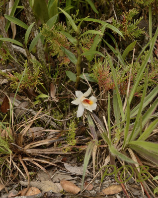 Dendrobium christyanum, lithophyte