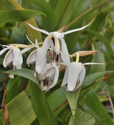 Goelogyne phuhinronglaensis, endemic to Thailand