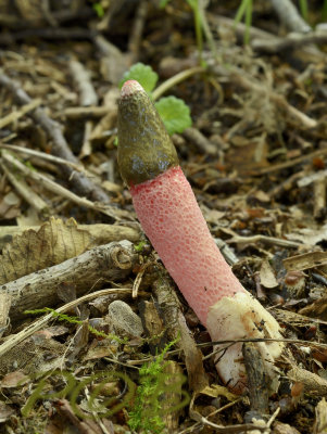 Roze stinkzwam nog met groen sporenslijm