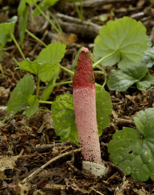 Roze stinkzwam