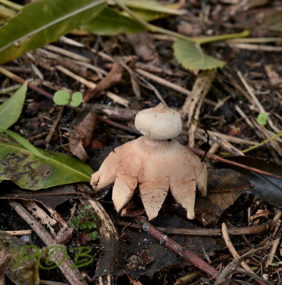 Roze aardster, Geastrum rufescens