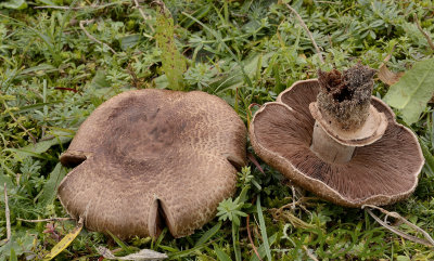 Agaricus sp.