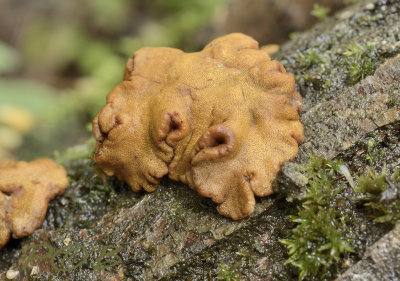 Kussenvormige houtzwam afwijkende vorm, Hapalopilus rutilans