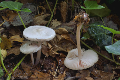 Witte satijnzwam