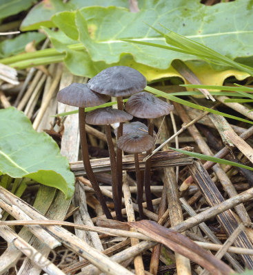 Zwarte melksteelmycena, Mycena galopus var. nigra