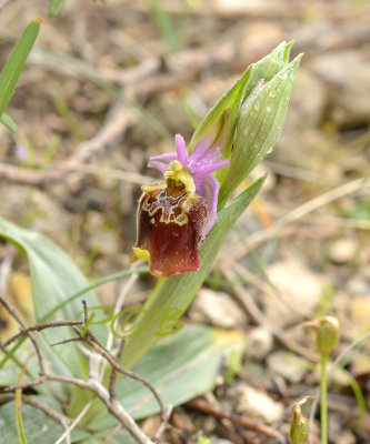 Ophrys apulica 