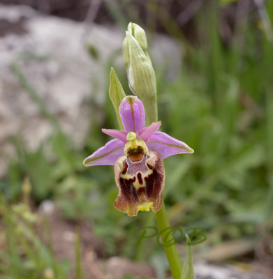 Ophrys apulica